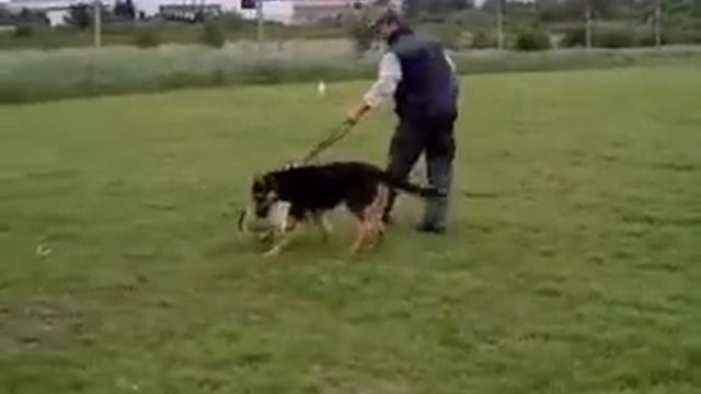 NELA смотреть онлайн