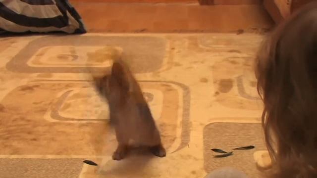 Веселье у котят Чаузи F1 :) смотреть онлайн