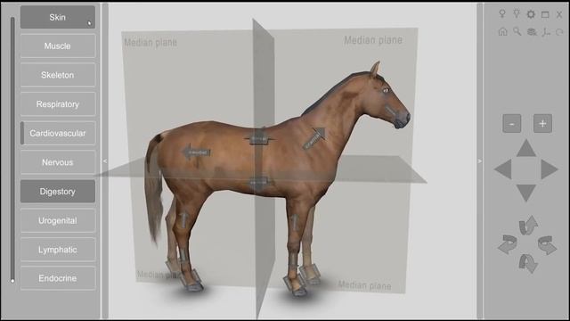 3D Horse Anatomy 2.00 for desktop смотреть онлайн