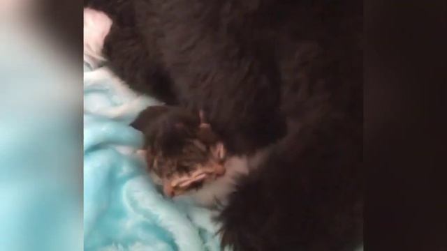 Котенок родившийся с двумя лицами нашел любящую семью которая поможет ему процветать