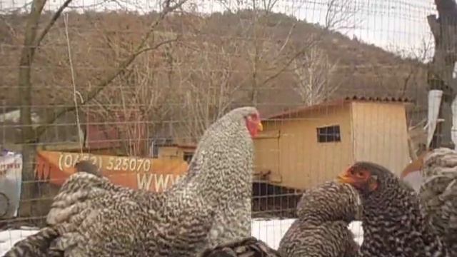 КУРЫ Брама,Кохинхин в ЛПХ Ко-Ко-Ко® смотреть онлайн