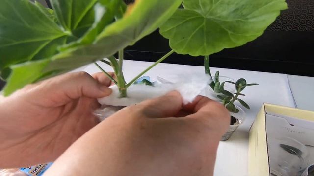 Получила посылку с розебудными пеларгониями, алоэ-вера и толстянкой. Правильная упаковка. Обрезка смотреть онлайн