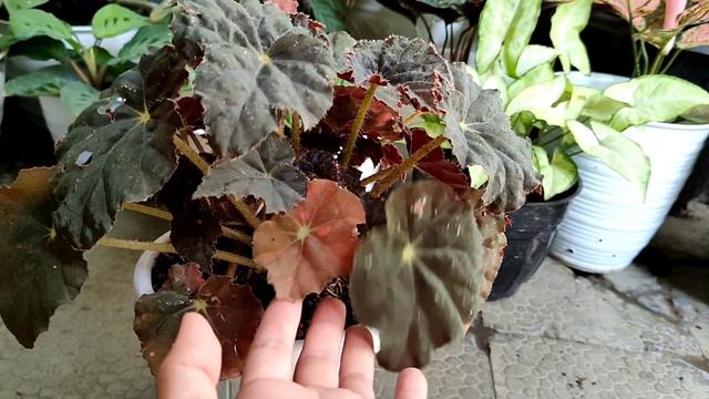 CARA MENYEGARKAN DAUN BEGONIA YANG LAYU смотреть онлайн