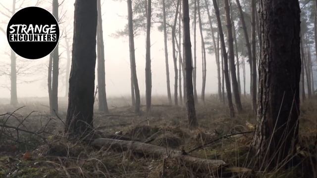 Mysterious Alien and UFO Encounter Stories смотреть онлайн