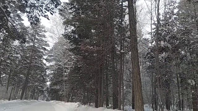 Просто зимняя дорога в лесу смотреть онлайн
