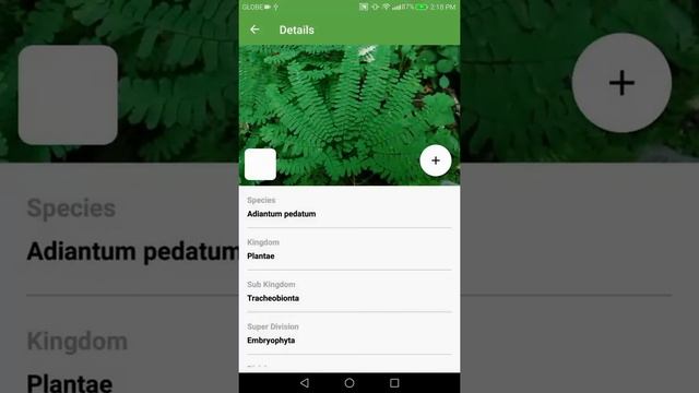 PlantSnap identifies a Northern Maiden Hair (Adiantum pedatum) смотреть онлайн
