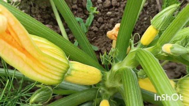 Огляд кабачків на 11.06.2023 смотреть онлайн