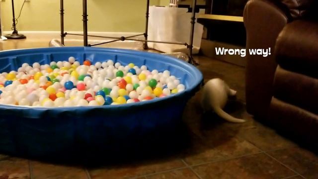 Opal the Ferret might be blind? смотреть онлайн