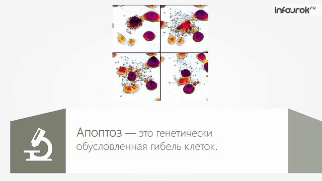 Жизненный цикл клетки. Митоз. Амитоз смотреть онлайн