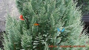 Кипарисовик лавсона Вайт Спот ? обзор: как сажать, саженцы кипарисовика Вайт Спот