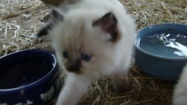 Himalayan Munchkin Kittens 6 9 13
