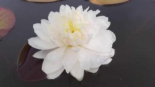 Нимфея White 1000 petals (1000 белых лепестков) кувшинка, нимфея, водные растения, пруд смотреть онлайн