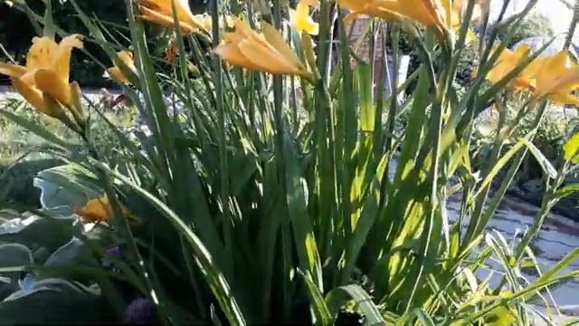 #цветы #лилейник #ранний/ Особенности ухода за лилейником Миддендорфа(лат.hemerocallis middendorffi смотреть онлайн