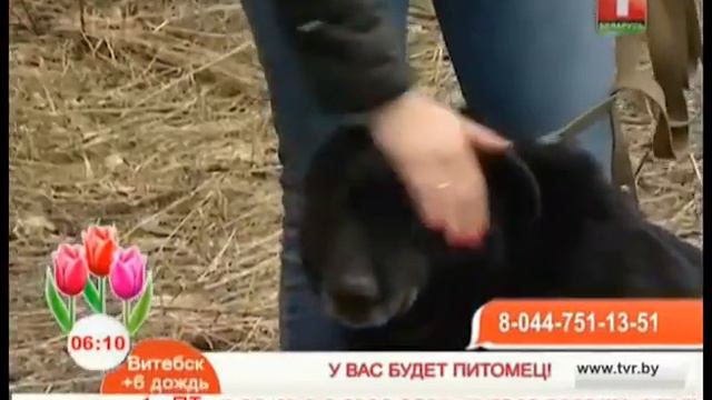 Скромная собака и маленькие щенки ищут дом и семью смотреть онлайн