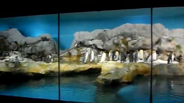 Сингапур. Парк птиц Jurong. Пингвины 2 смотреть онлайн