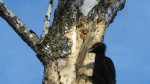 Замедленная съемка. Черный дятел долбит дерево, Black woodpecker chopping wood in slow-mo