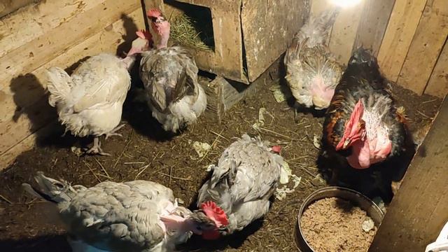 чем кормлю кур по утрам, какие породы кур в моем хозяйстве, 15 марта 2023 смотреть онлайн