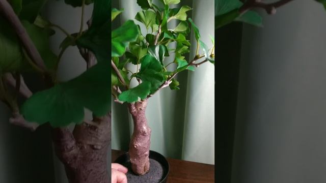 Растение в горшке. ИКЕА. смотреть онлайн