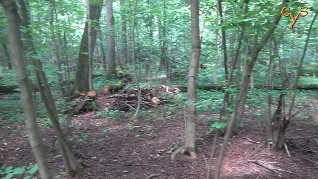 Обыкновенный уж в Лосином острове / Grass snake in Losiny ostrov смотреть онлайн