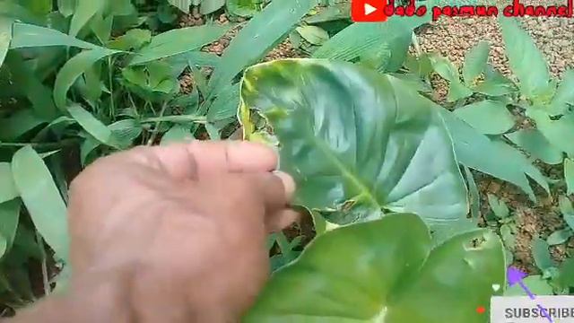 Nampu/Cariang-Tanaman Hias Homalomena смотреть онлайн