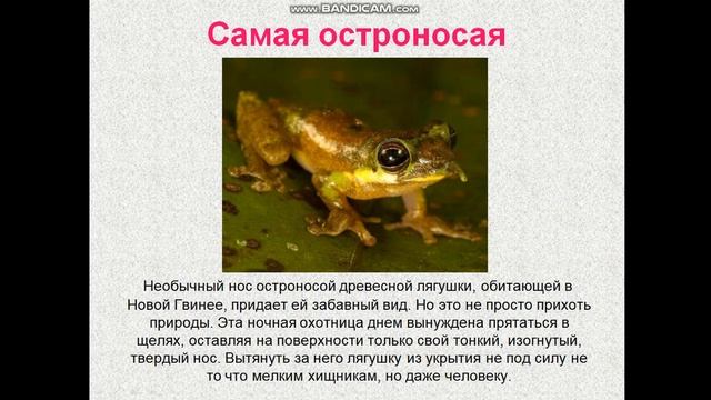 Видео-урок Жабы лягушки и другие попрыгушки