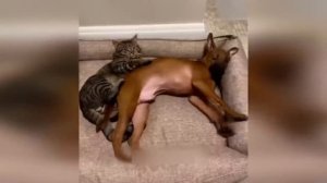 Приколы с котами! с озвучкой! УГАРНЫЕ смешные коты и собаки! САМЫЕ СМЕШНЫЕ ЖИВОТНЫЕ!