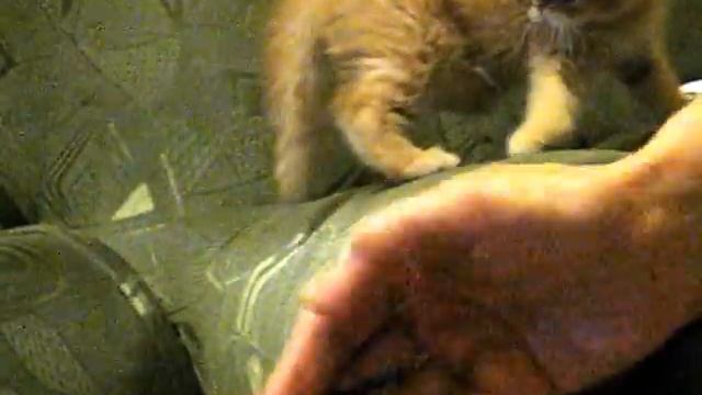 экзотическая короткошёрстная кошка смотреть онлайн