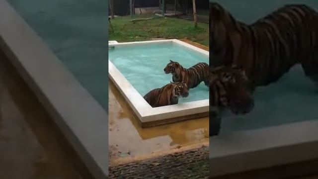 Tiger kingdom in phuket смотреть онлайн