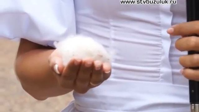 Тополиный пух причина пожаров! смотреть онлайн