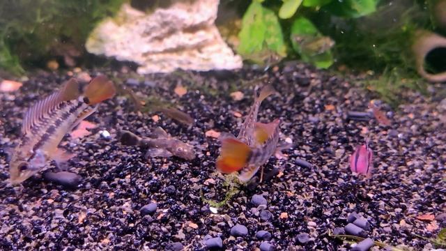 Апистограмма Макмастера / Apistogramma macmasteri смотреть онлайн