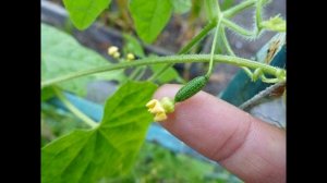 Обзор сорта огурцов "Мурашка" (характеристики, свойства, фото)