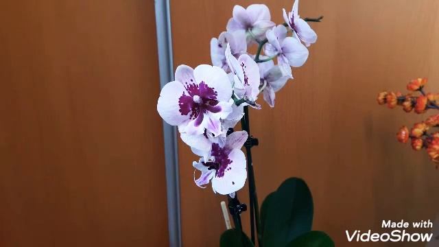 #ОРХИДЕЯ Здоровые корни Цветонос из точкиРоста #ЛегкийУХОДиПОЛИВ #КЛЕОПАТРА#Орхидеи #ОТВЕТЫнаВОПРОС смотреть онлайн