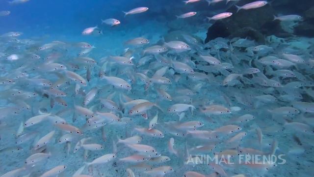Sea animals I Sounds of aquatic animals смотреть онлайн