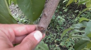 Летняя обрезка персика - добро или зло. Присушка побегов персика