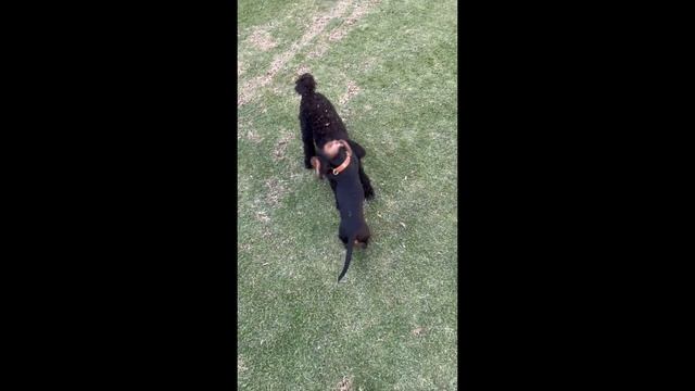 Miniature Dachshund First Week At The Park | SUPER CUTE смотреть онлайн