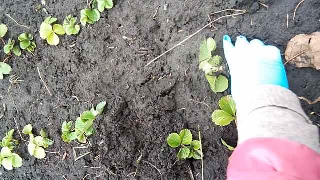 Осенние работы с клубникой. Укоренение клубники с воздушными корнями. Часть 2 смотреть онлайн