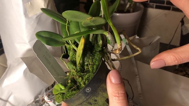 Ура! Посылка! Да ещё какая!!❤️ я снова его полюбила..поставщика Seattle Orchids . Желанные орхидеи. смотреть онлайн
