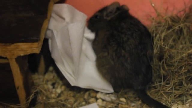 Мои грызуны Дегу. Изюмка стала копией Тёмы,готовятся к зиме) смотреть онлайн
