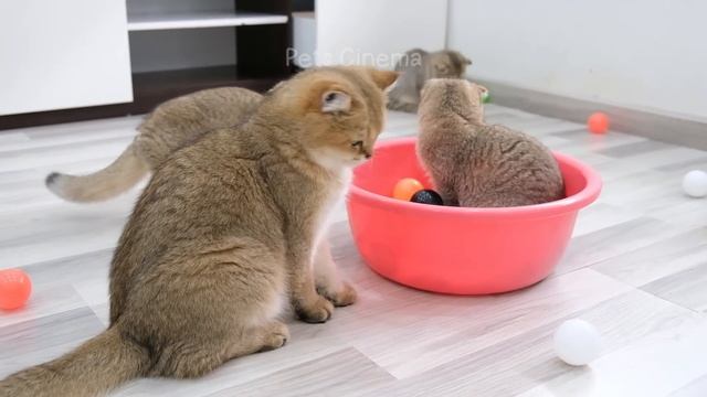 New Funny Animals 2023 ? Funniest Cats and Dogs ?? Part 4 смотреть онлайн