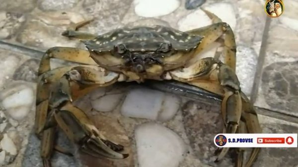 Где у краба хвост? / Where is the crab's tail? ?⛲?