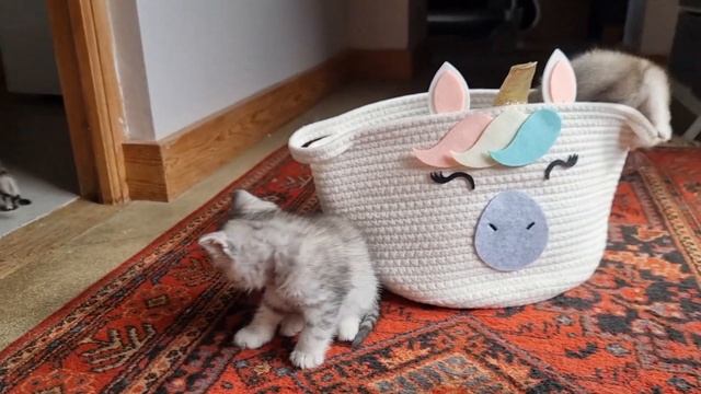 Милые котята скоттиш фолд и скоттиш страйт ? смотреть онлайн