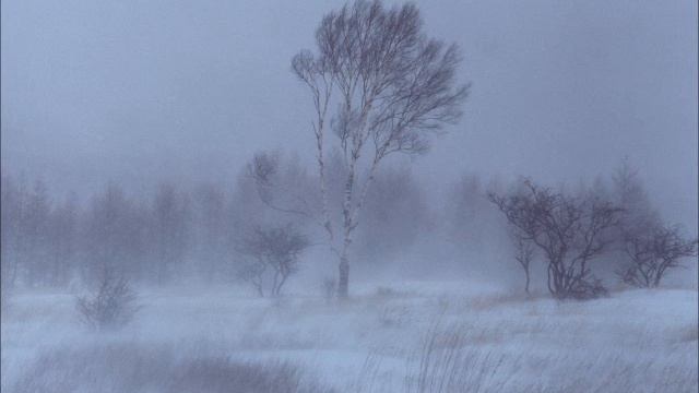 По снегу в исполнении А. Фридман смотреть онлайн