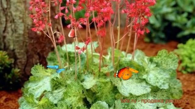 Гейхера кроваво-красная Моне (heuchera sanguinea monet) ? обзор: как сажать, саженцы гейхеры Моне смотреть онлайн