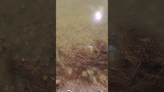 Словил рыбу за три минуты! #shorts смотреть онлайн