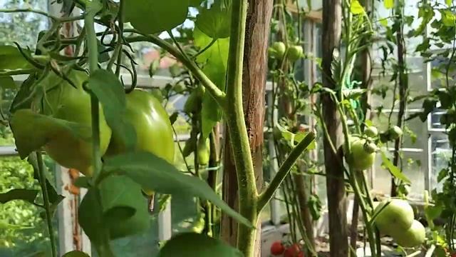 Сорт томата Лимон Лиана / Урожайный сорт помидор смотреть онлайн