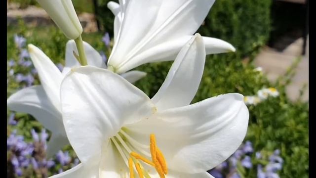 Белая лилия смотреть онлайн