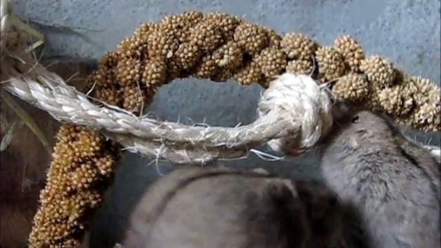 steppe lemming (Lagurus lagurus) смотреть онлайн