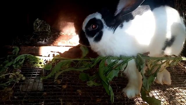 Дачники! Достал осот? Уже не знаете куда девать? Ответ в этом видео! Осот кроликам. смотреть онлайн