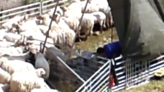 Маастрихт 2012 - Стрижка овец смотреть онлайн