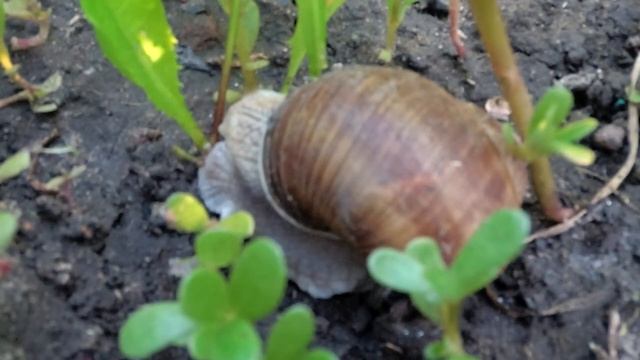 7 вещей, о которых нужно молчать, чтобы быть счастливым. смотреть онлайн